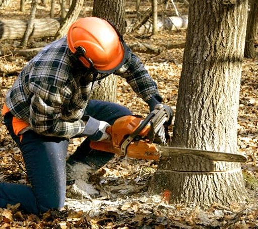 Tree Removal in Kell, IL